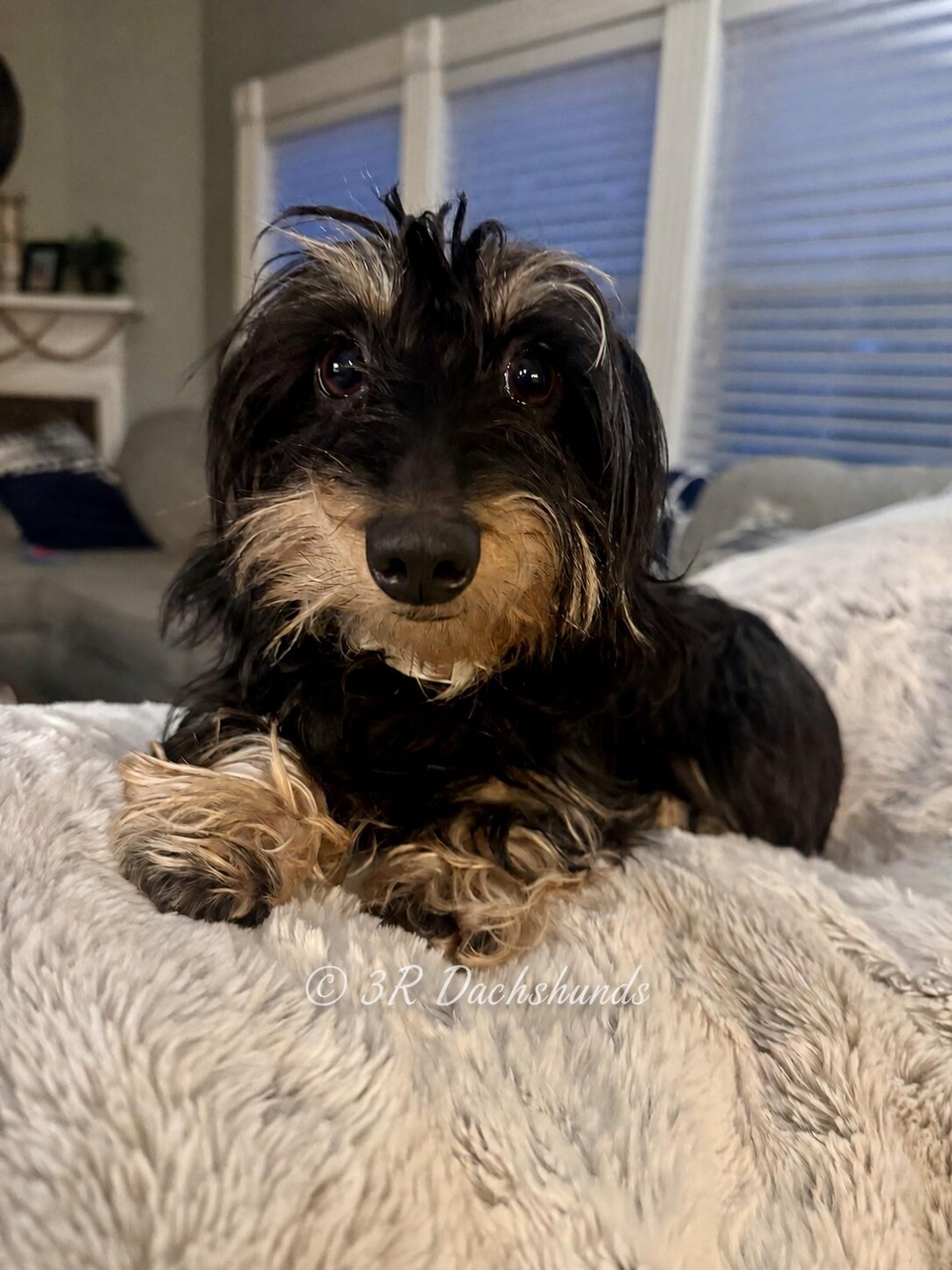 Poppy, the Kwolik Family’s mini wire-haired dachshund