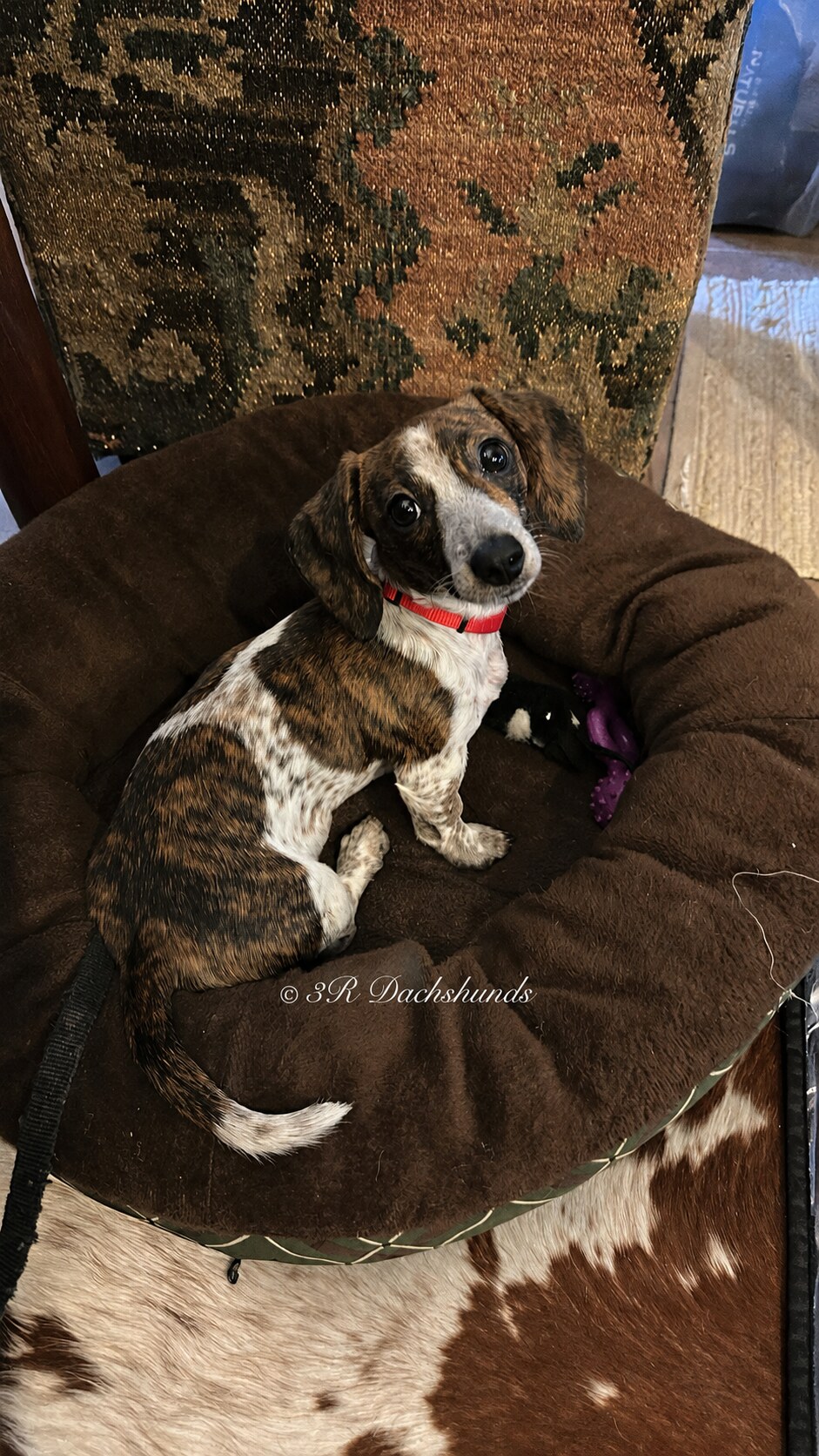 Sadie, the Ganschow Family’s dachshund