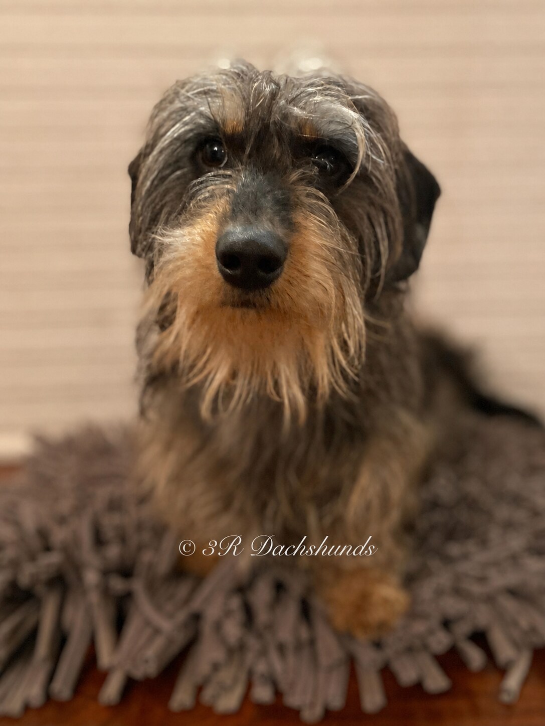 Walter, the Sintobin Family’s wire-haired dachshund