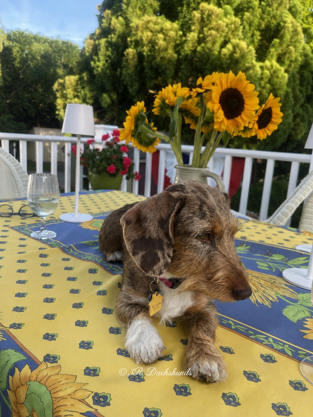 Zelda, the Wheeler Family’s miniature wire-haired dachshund